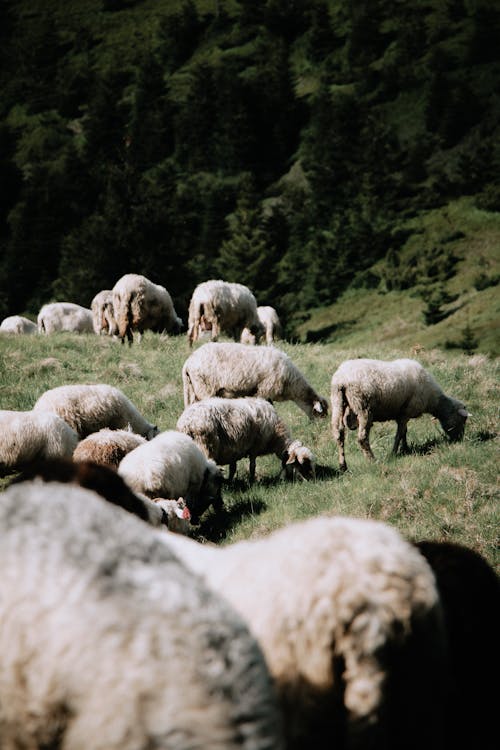 Photo of a Herd of Sheep Eating Green Grass