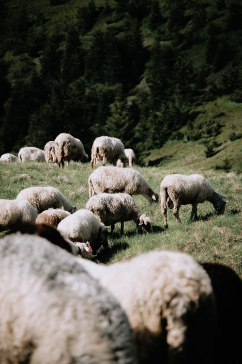 Free A peaceful countryside scene featuring a flock of sheep grazing on lush green pasture. Stock Photo