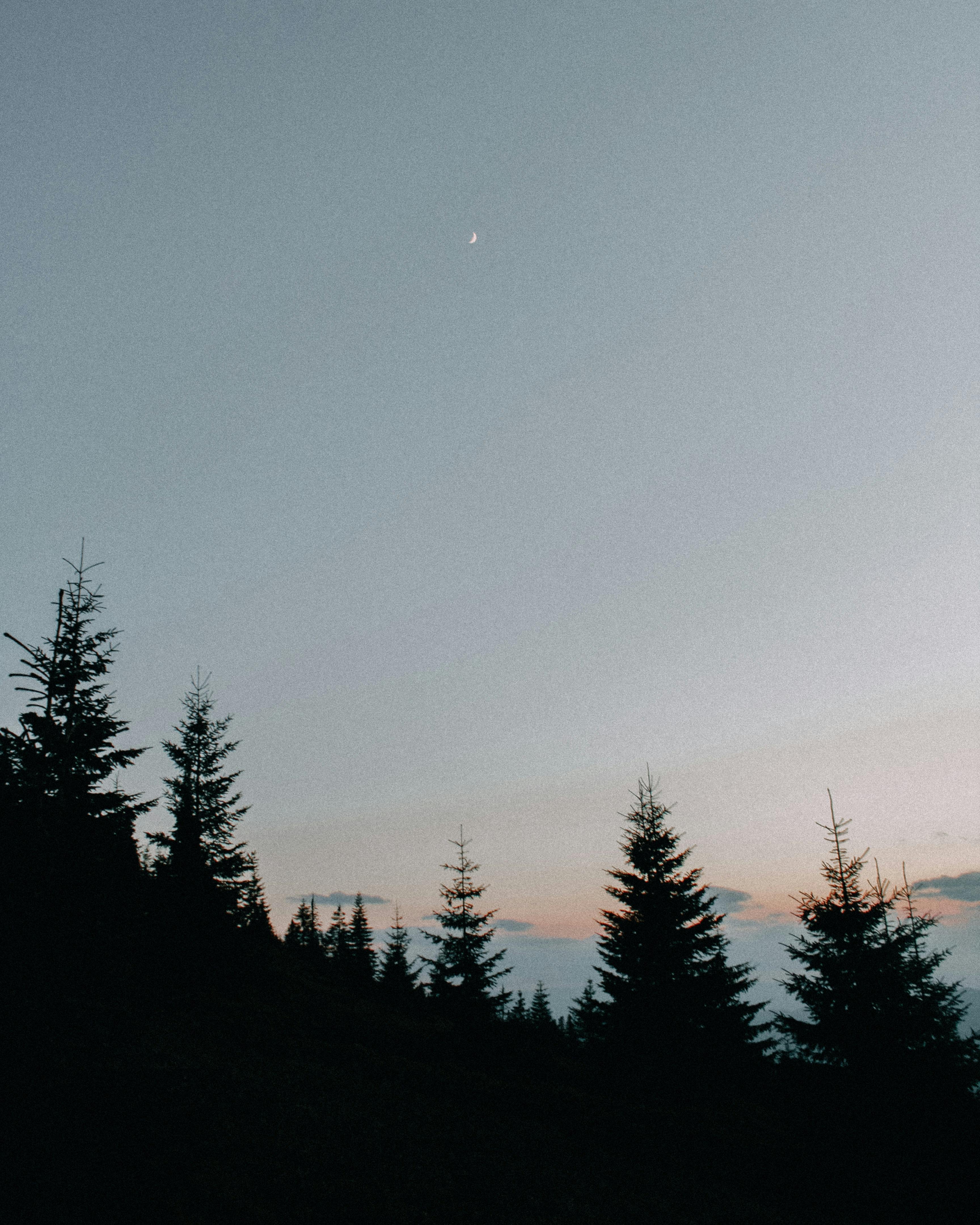 A serene landscape of silhouetted coniferous trees under a clear twilight sky.