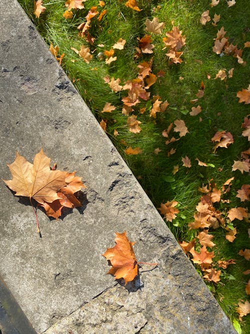 Ücretsiz açık hava, akçaağaç yaprakları, beton içeren Ücretsiz stok fotoğraf Stok Fotoğraflar