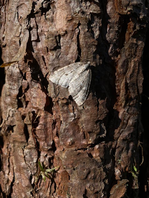 Free Gray and White Butterfly on Brown Tree Trunk Stock Photo