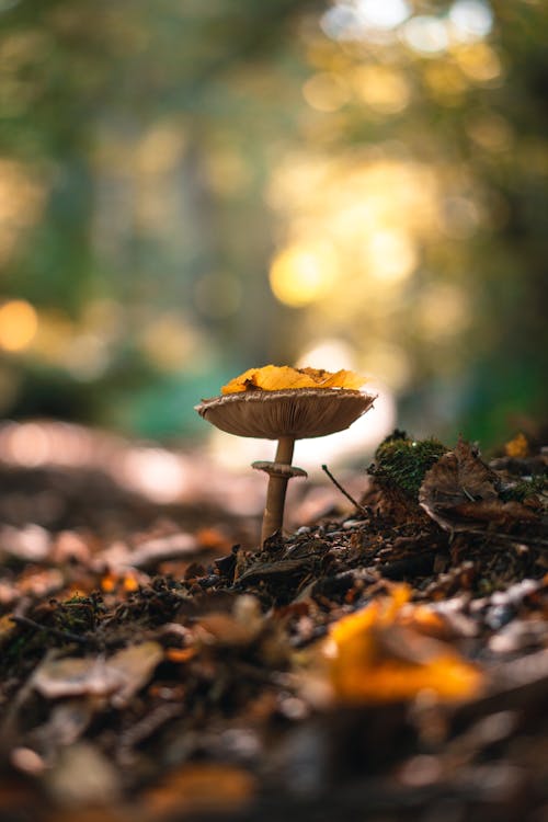 Free Selective Focus of a Mushroom on the Ground Stock Photo