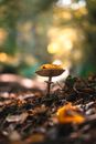 Brown Mushroom in Tilt Shift Lens