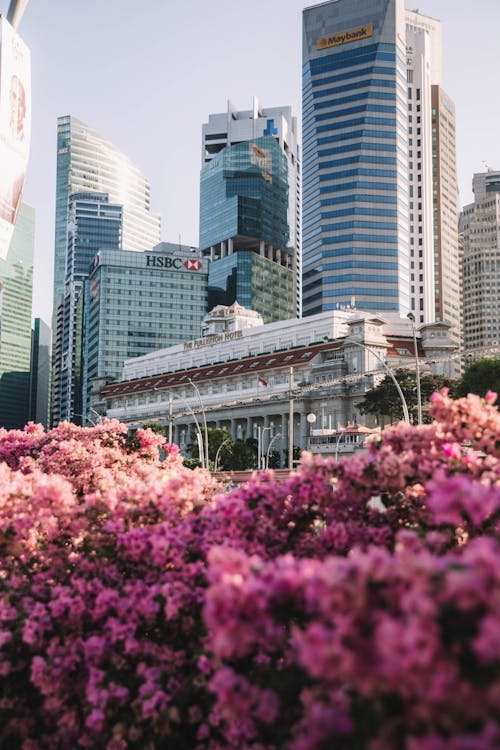 Pink Flowers Near High Rise Buildings