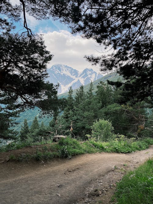 Foto d'estoc gratuïta de arbres, camí de carro, conífera