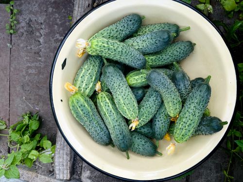 Free Top view of freshly harvested cucumbers in a ceramic bowl outdoors, showcasing their vibrant green freshness. Stock Photo
