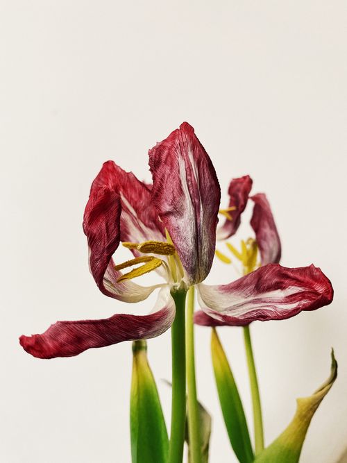 Free Close-up of a gracefully wilted tulip flower with delicate red petals. Stock Photo