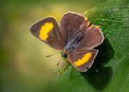 Yellow and Black Butterfly on Green Leaf in Close Up Photography