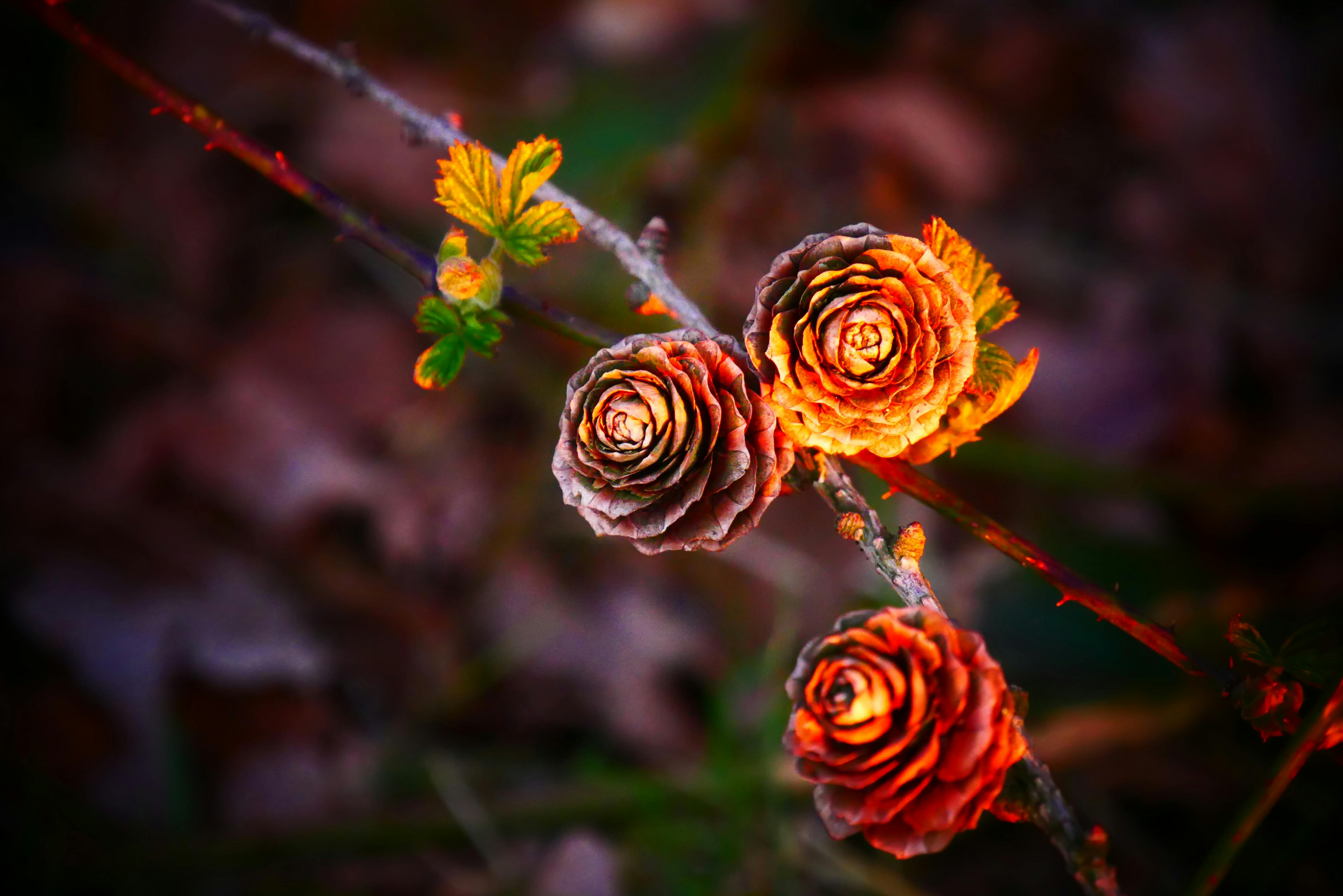 orange and yellow flowers blooming on stems