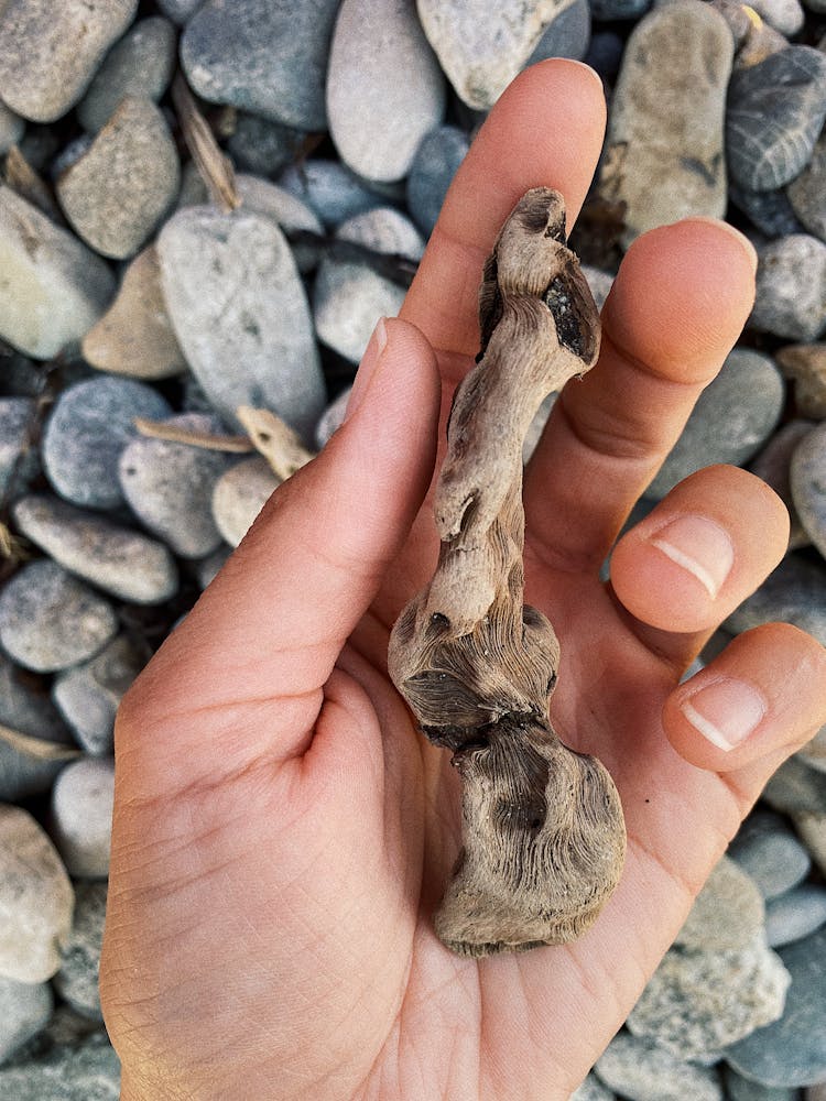 Person Holding A Piece Of Wood