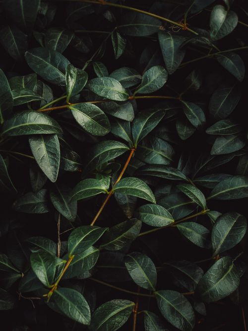 Free Close-up of lush dark green leaves creating a natural texture. Stock Photo
