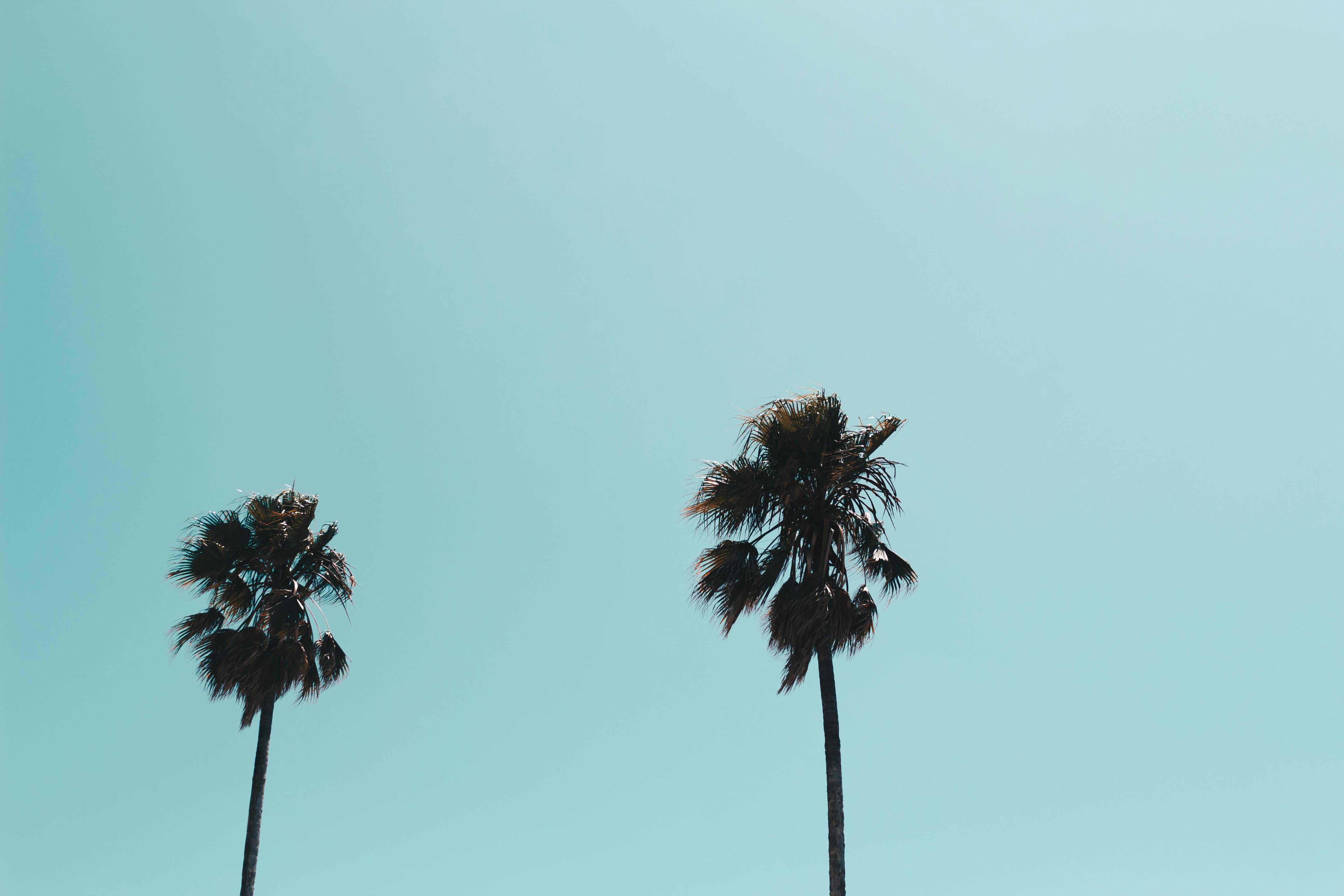 这幅极简主义图像中，两棵高大的棕榈树映衬着清澈的蓝天