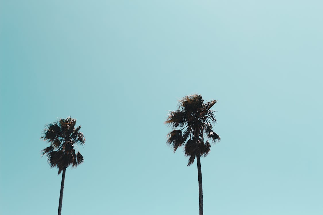 Two Palm Trees · Free Stock Photo