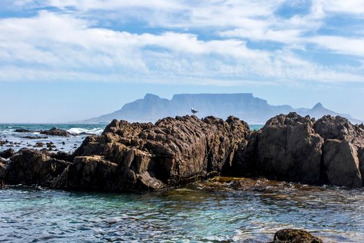 Whale watching Hermanus (season) — Cape Town