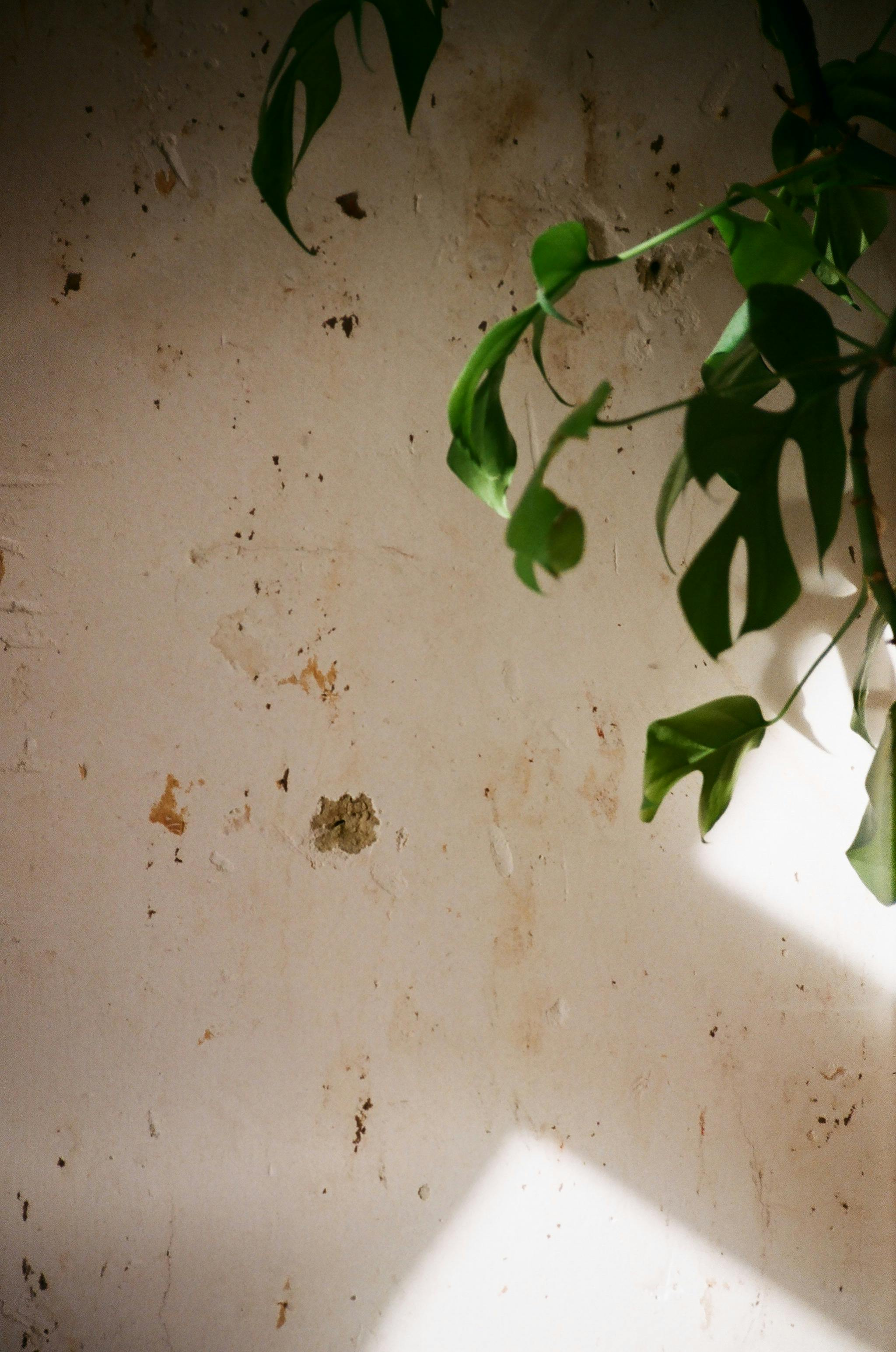 A Woman in White Formal Outfit Standing Near Green Plants while Posing at  the Camera · Free Stock Photo