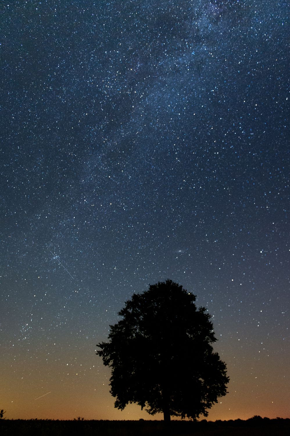 A Silhouette of a Tree under a Starry Night Sky · Free Stock Photo