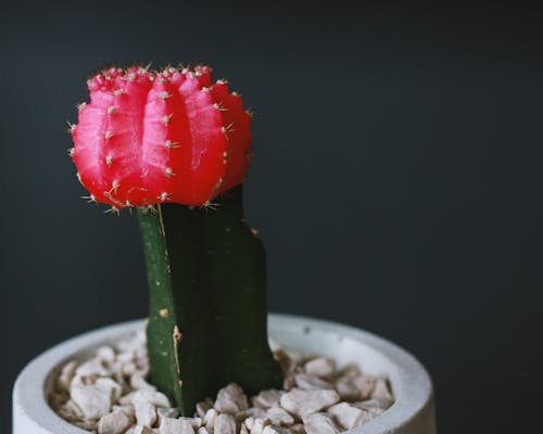 Free Cactus on a Pot Stock Photo