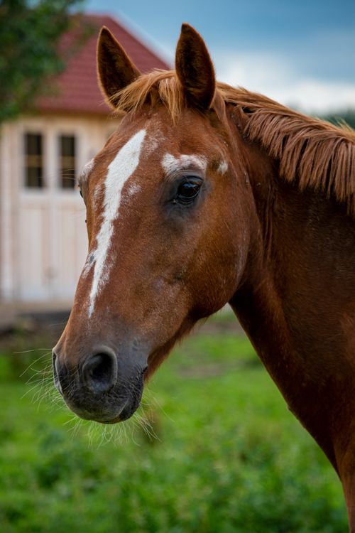 Free Detailed close-up of a brown horse's face with a white stripe, set in a pastoral outdoor scene. Stock Photo