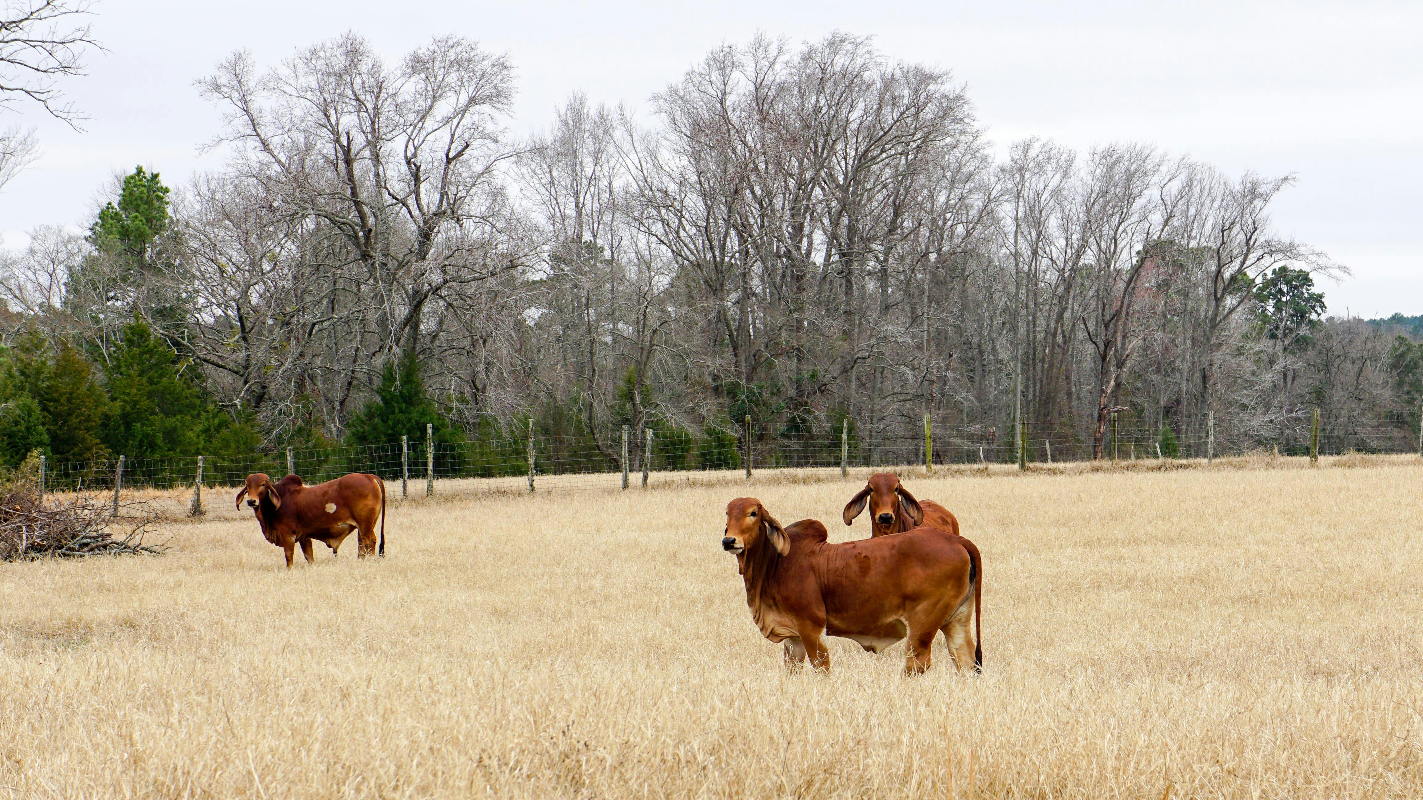 Free stock photo of cows, herd, pasture