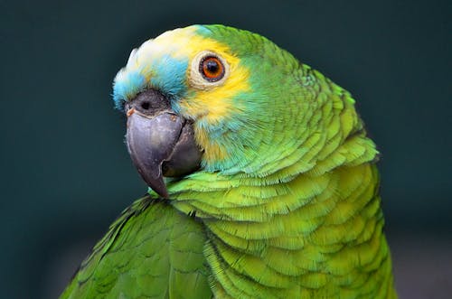 Free A Close-up Photography of a Parrot Stock Photo