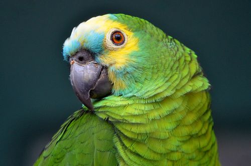 Free Close-up shot of a beautiful, colorful green parrot with detailed feathers and striking eye. Stock Photo