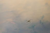 White Bird Flying over the Water