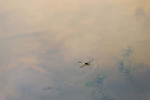 A Common Water Strider on the Water Surface