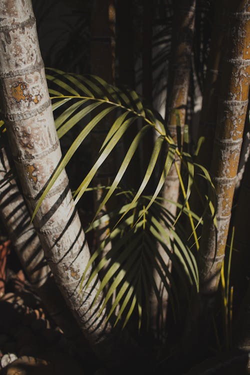 Palm Leaves Beside Tree Trunks