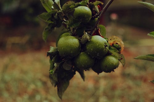 Close-Up Photograph of Wet Apples