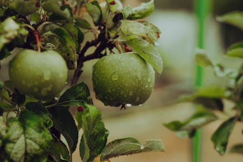 Free Green Apples on a Tree Stock Photo