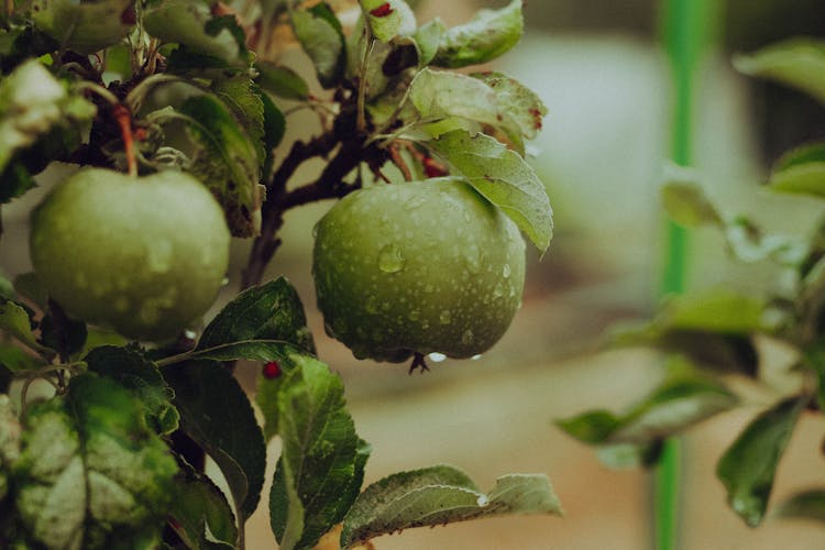 Green Apples On A Tree