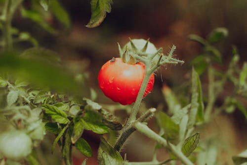 Základová fotografie zdarma na téma čerstvý, cherry rajče, detail