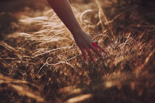 Person's Hand Holding Brown Grass