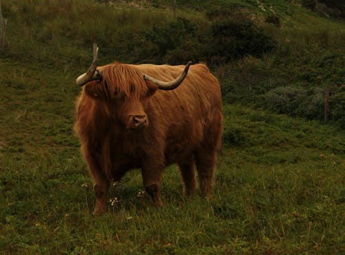 Free A Highland Cattle on Grass  Stock Photo