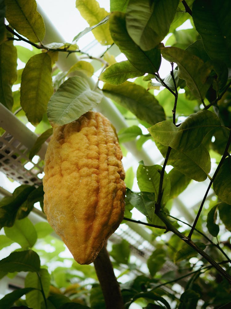 
A Close-Up Shot Of A Nacional Fruit