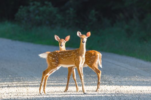 Two young deer fawns standing alert on a gravel road in a serene forest setting.