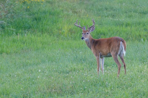 Free Brown Deer Standing on Grass Field Stock Photo