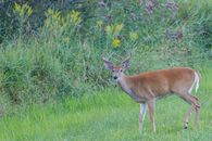 Brown Deer on Green Grass Field