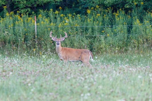 Deer on Green Grass Field