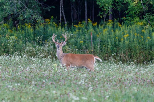 Ücretsiz alan, çim, geyik içeren Ücretsiz stok fotoğraf Stok Fotoğraflar