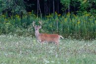 Brown Deer on Green Grass Field