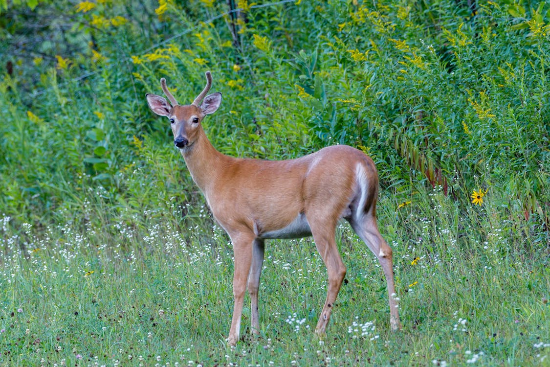 Brown Deer on Grass Field · Free Stock Photo