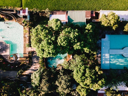 Trees around Buildings