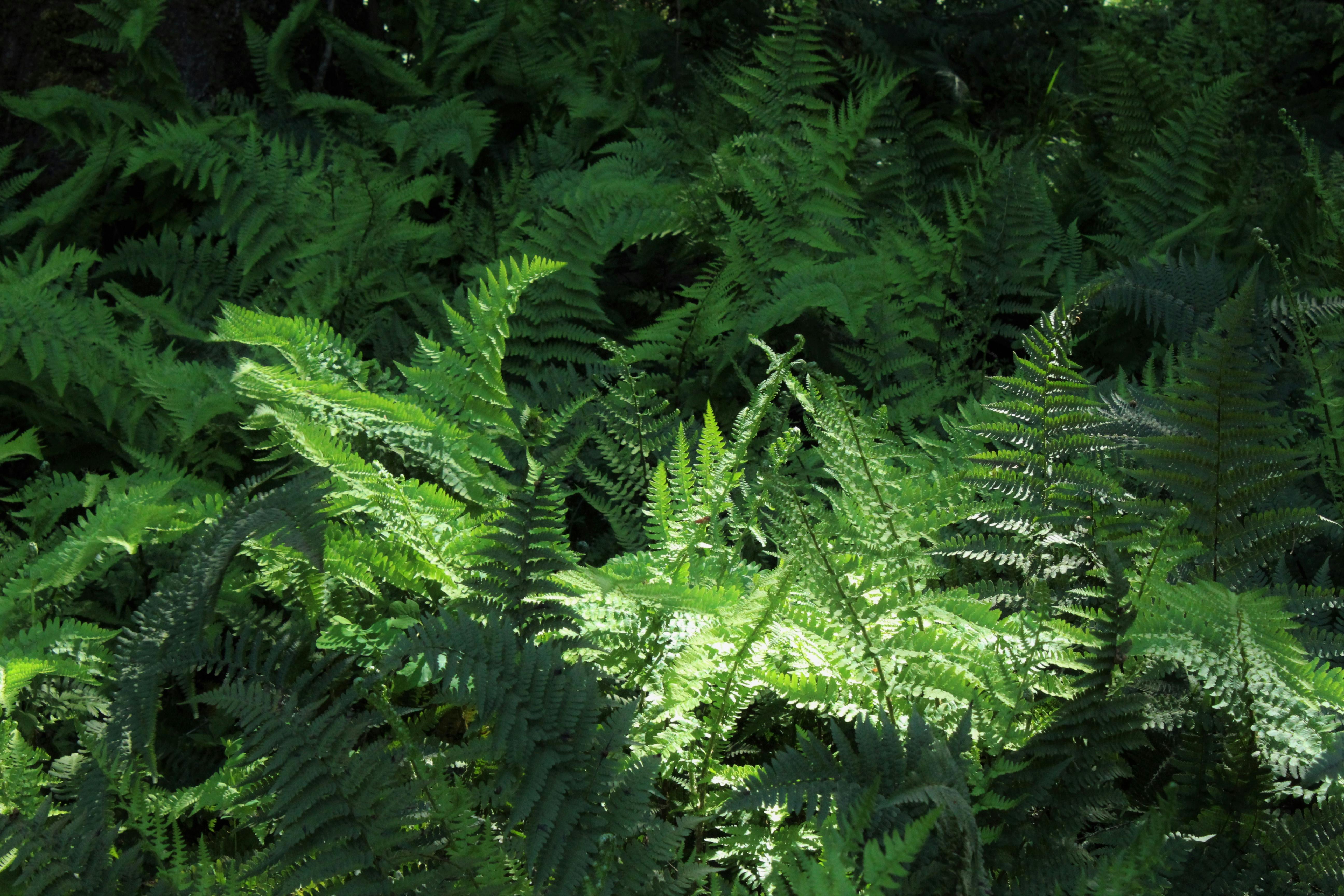 Free stock photo of ferns