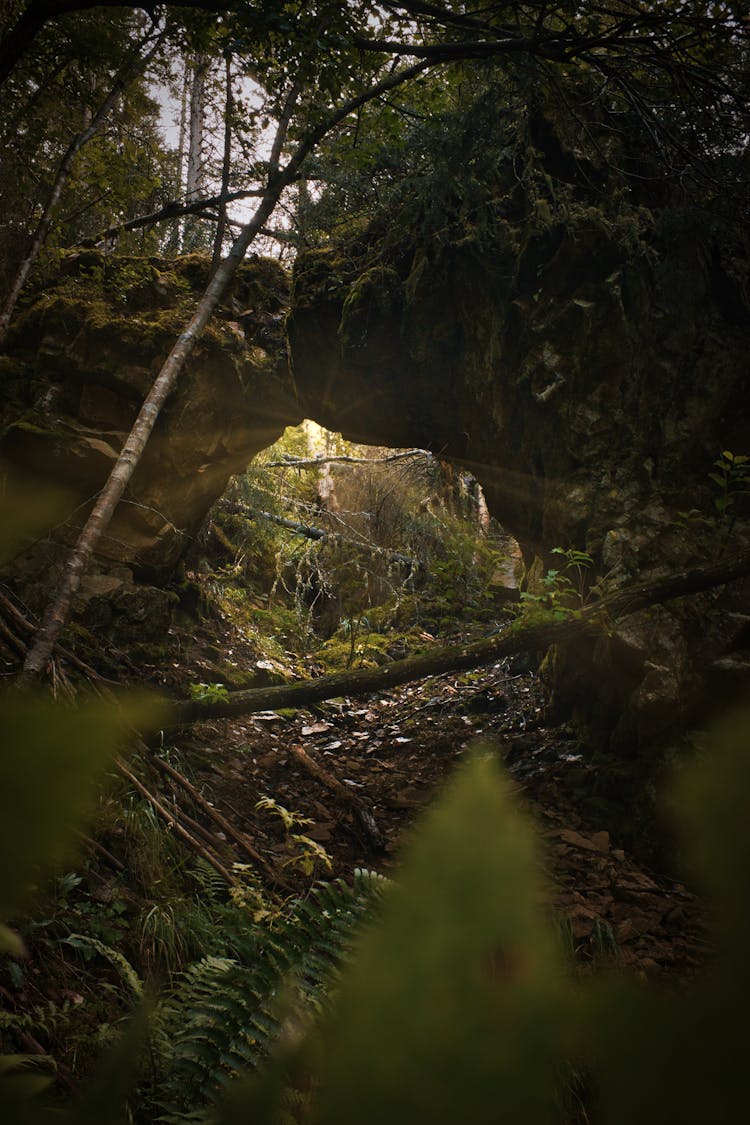 Lush Of Green In The Forest