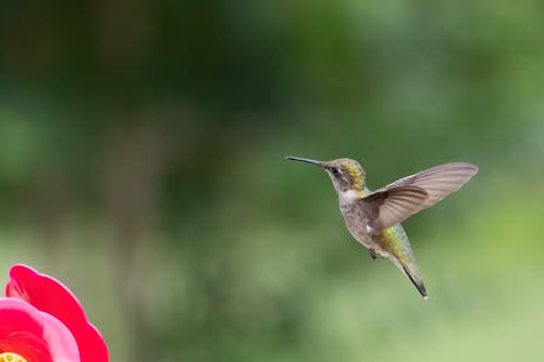 Free Foto stok gratis burung kolibri, hummingbird Stock Photo