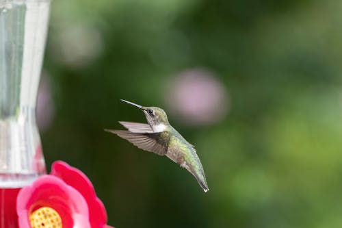 Green and Brown Bird Flying