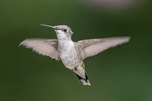 Close Up Photo of a Flying Bird