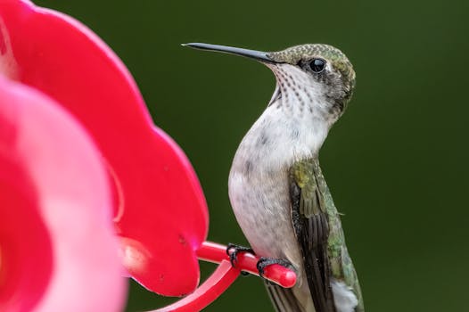Detailed shot of a hummingbird on a red feeder with a vibrant green background.