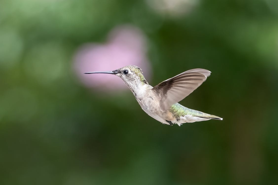 Kostenloses Stock Foto zu federn, fliegen, flügel